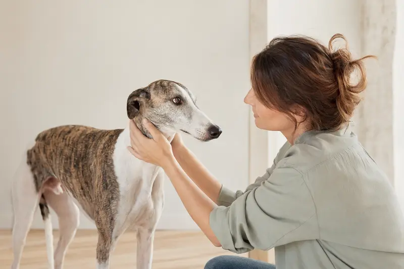 Ein aufmerksam stehender Greyhound Hund vor hellem Hintergrund, als professionelles Tierportrait für einen Ratgeber zu Hundegesundheit und Versicherung.