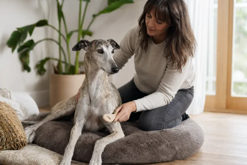 Ein Greyhound wird in einer hellen Wohnung sanft vom Besitzer gebürstet, was liebevolle Fellpflege und verantwortungsvolle Hundegesundheit zeigt.