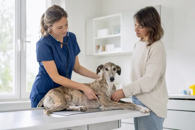 Ein ruhiger Greyhound wird von einer freundlichen Tierärztin in einer modernen Tierarztpraxis mit einem Stethoskop untersucht.