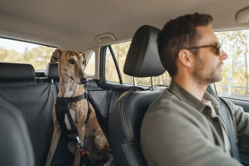 Ein Greyhound sitzt sicher angeschnallt auf der Rückbank eines Autos und genießt das Sonnenlicht, während der Besitzer ruhig fährt.