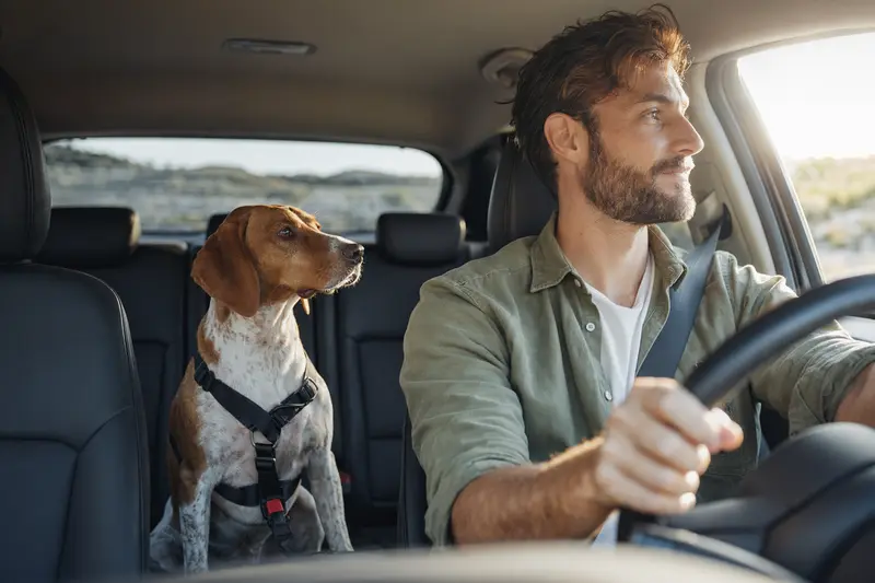 Ein Griechische Bracke Hund sitzt sicher angeschnallt auf der Rückbank eines Autos und genießt die sonnige Fahrt.