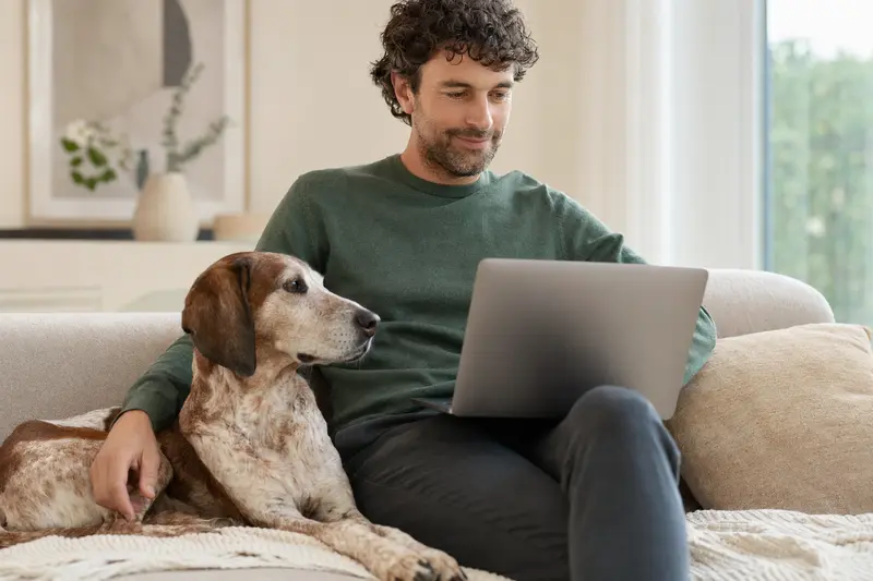 Ein Besitzer mit einem Laptop auf dem Sofa, neben ihm ein Griechische Bracke, während er eine neutrale Versicherungsvergleichsseite betrachtet.