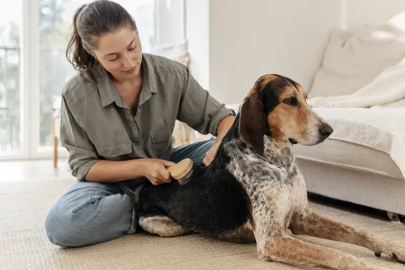 Ein Griechischer Laufhund wird in einer hellen Wohnung sanft gebürstet und gepflegt.