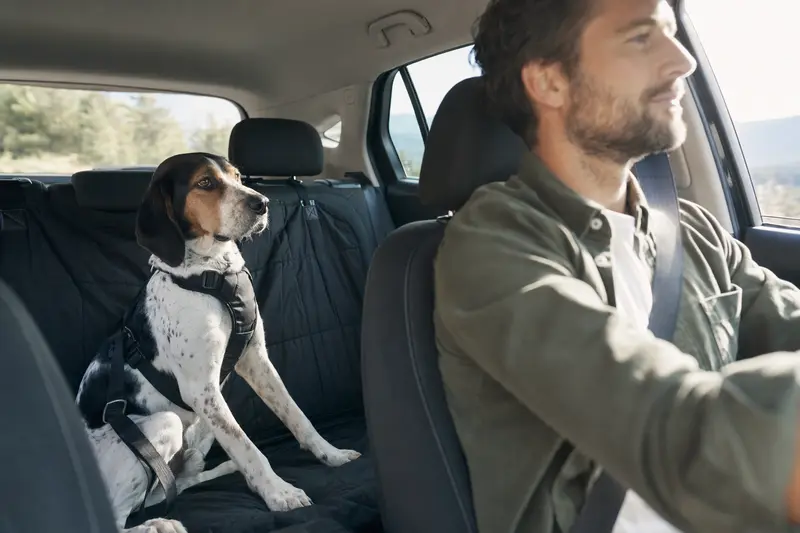 Ein griechischer Laufhund sitzt angeschnallt auf der Rückbank eines Autos, während der Besitzer ruhig fährt.