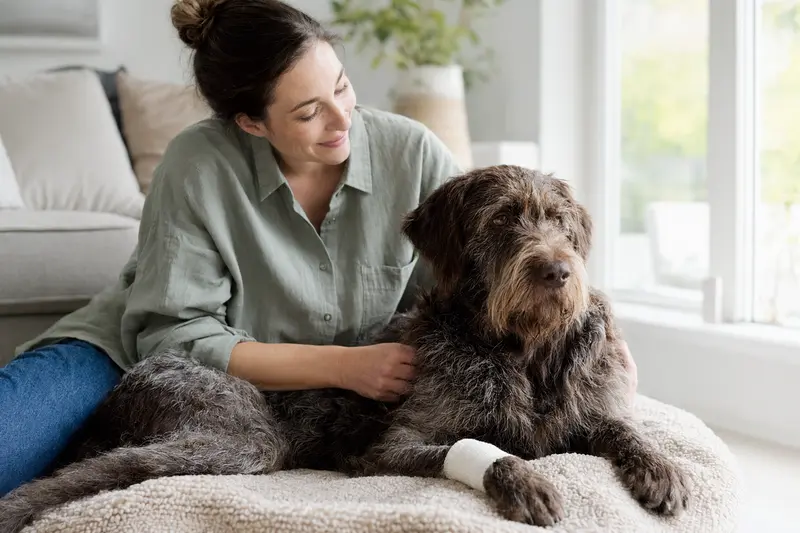 Ein Griffon a Poil Dur Hund mit leichtem Verband an der Pfote liegt ruhig auf einer Decke, während sein Besitzer in einer freundlichen Wohnung neben ihm sitzt.
