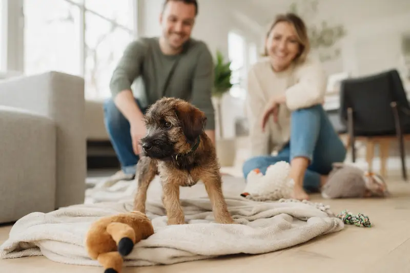 Ein neugieriger Griffon a Poil Dur Welpe erkundet sein neues Zuhause mit einer weichen Decke und Spielzeug.