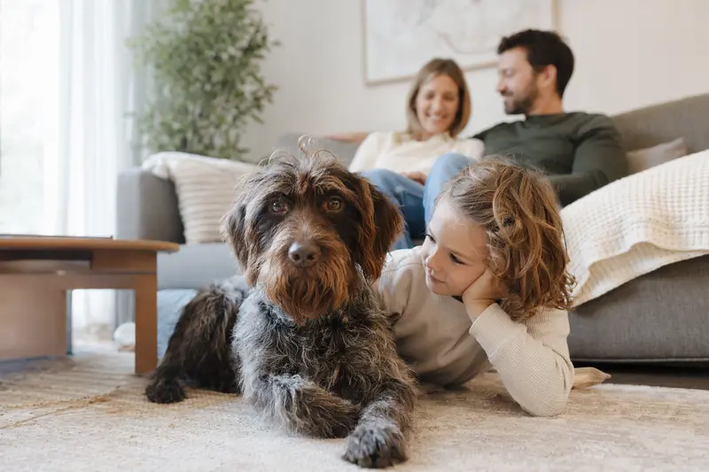 Ein Griffon à poil laineux liegt entspannt neben einem Kind im Wohnzimmer, während die Eltern im Hintergrund eine sichere Familienatmosphäre schaffen.