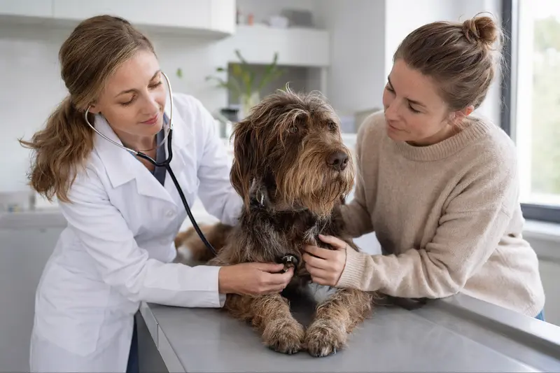 Ein ruhiger Griffon-Hund auf dem Untersuchungstisch wird behutsam von einer freundlichen Tierärztin untersucht.
