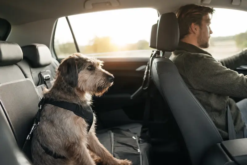 Ein Griffon a poil laineux Hund sitzt sicher angeschnallt auf der Rückbank eines Autos, während der Besitzer ruhig fährt.