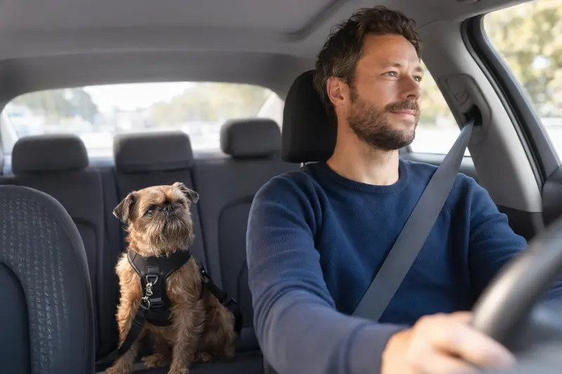 Ein Griffon Belge Hund sitzt sicher und angeschnallt auf der Rückbank eines Autos, während das Sonnenlicht durch das Fenster strahlt.