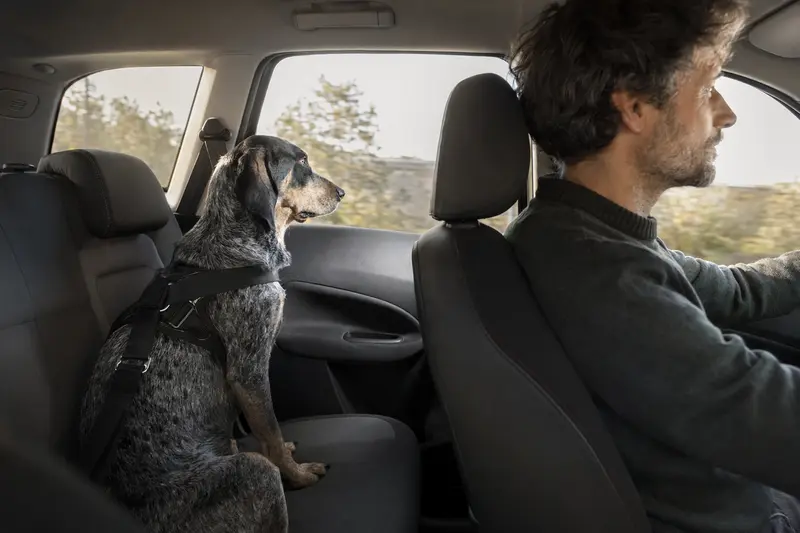 Ein Griffon Bleu de Gascogne Hund sitzt angeschnallt auf der Rückbank eines Autos und genießt die Fahrt im Sonnenlicht.