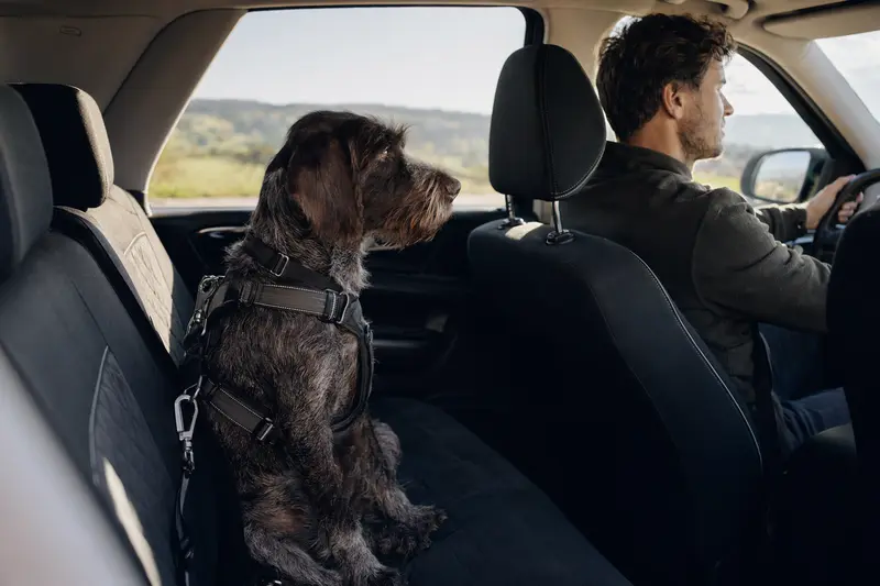 Ein Griffon d'arrêt à poil dur Hund sitzt sicher angeschnallt auf der Rückbank eines Autos.