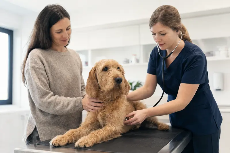 Ein ruhiger Griffon Fauve de Bretagne Hund auf einem Untersuchungstisch, während eine Tierärztin ihn freundlich mit einem Stethoskop untersucht.