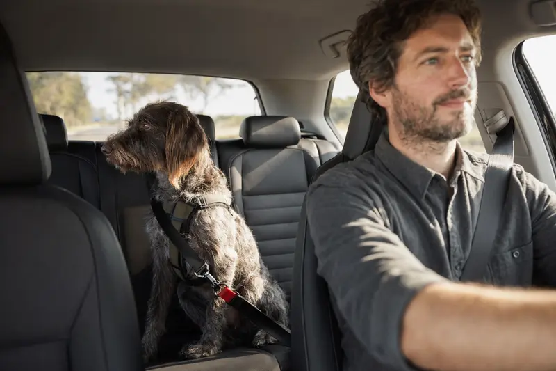 Ein Griffon Korthals Hund sitzt sicher angeschnallt auf der Rückbank eines Autos und genießt das Sonnenlicht.
