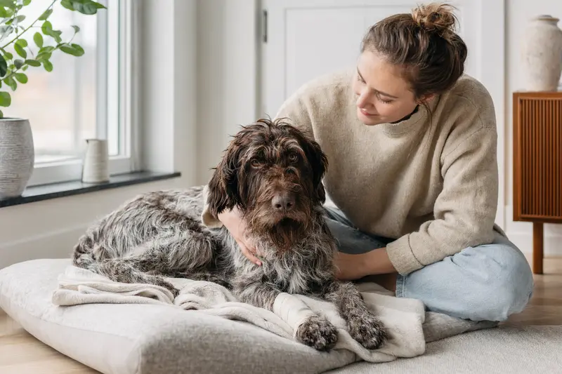 Ein ruhiger Griffon Korthals Hund mit Verband an der Pfote liegt entspannt auf einer Decke neben seinem erleichterten Besitzer.