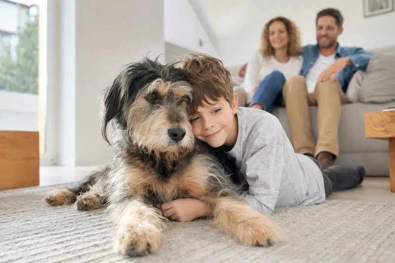 Ein Griffon Nivernais Hund liegt entspannt neben einem Kind im hellen Wohnzimmer einer Familie.