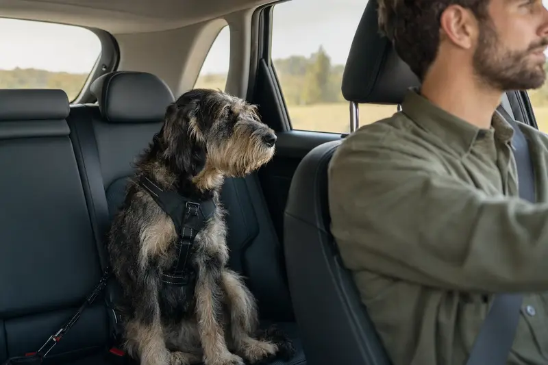 Ein Griffon Nivernais Hund sitzt angeschnallt auf der Rückbank eines Autos, während der Besitzer ruhig fährt.