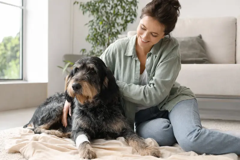 Ein Griffon Nivernais Hund mit leichtem Verband an der Pfote liegt entspannt auf einer Decke in der hellen Wohnung seines Besitzers, der erleichtert neben ihm sitzt.