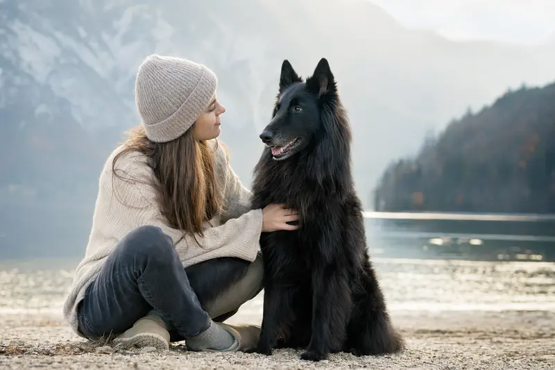 Ein aufmerksamer Groenendael Hund steht in natürlicher Haltung vor hellem Hintergrund und zeigt das typische, elegante Erscheinungsbild der Hunderasse.