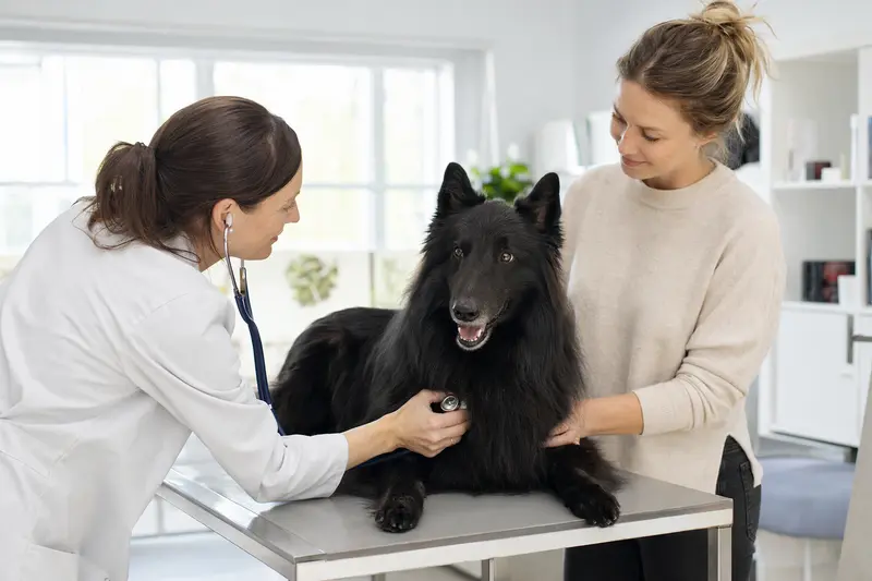 Ein ruhiger Groenendael Hund wird von einer freundlichen Tierärztin mit Stethoskop in einer modernen Tierarztpraxis untersucht.