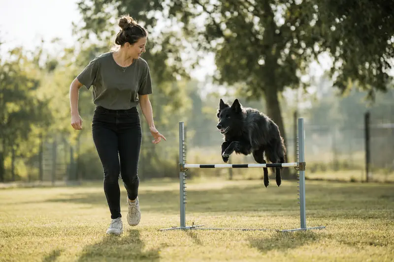 Ein aktiver Groenendael springt mit seinem Besitzer über eine kleine Trainingshürde auf dem Hundeplatz.