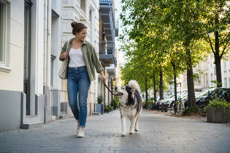 Ein Grönlandhund läuft an der Leine mit seinem Besitzer durch eine moderne Stadtstraße.