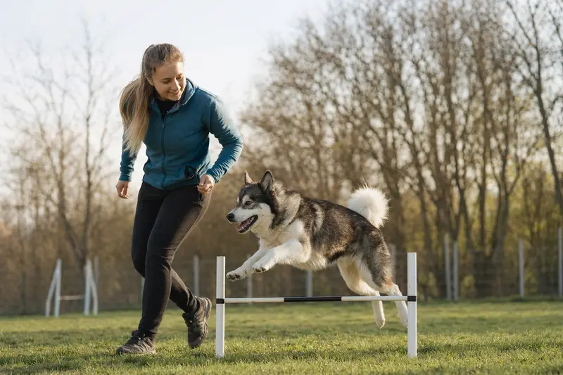 Ein aktiver Grönlandhund trainiert mit seinem Besitzer über eine kleine Hürde auf dem Hundeplatz.