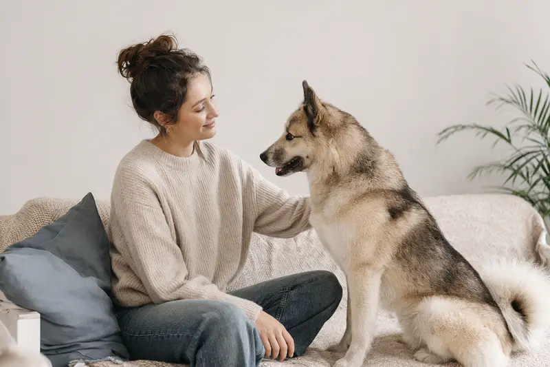 Grönlandhund in natürlicher Haltung vor hellem neutralem Hintergrund.