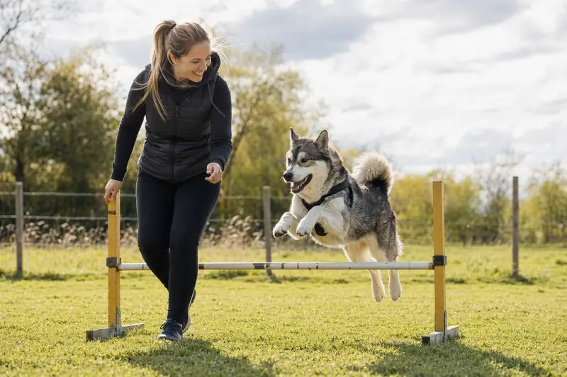 Ein Grönlandhund springt mit seinem Besitzer über eine kleine Trainingshürde auf einem Hundeplatz bei sonnigem Wetter.