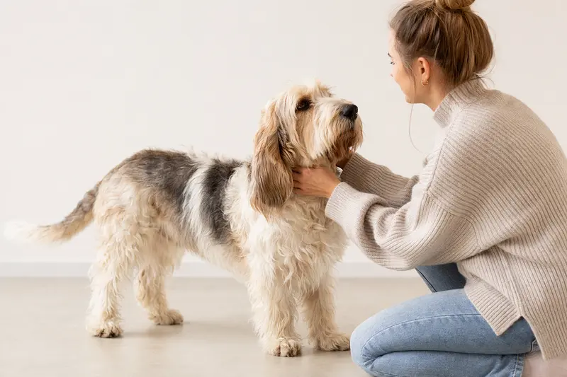 Großer Basset Griffon Vendéen Hund in aufmerksamer Haltung vor hellem Hintergrund, als professionelles Tierportrait mit typischer Fellstruktur.