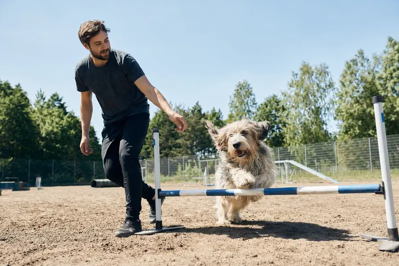 Ein Großer Basset Griffon Vendéen springt mit seinem Besitzer über eine kleine Trainingshürde auf dem Hundeplatz.