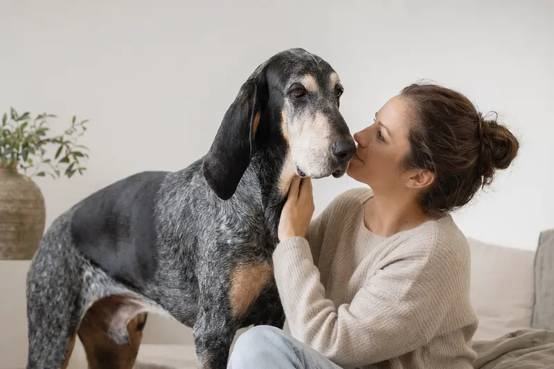 Großer Blauer Gascogner Laufhund in aufmerksamer Haltung vor hellem Hintergrund, als realistisches Hundeportrait mit weichem Licht.