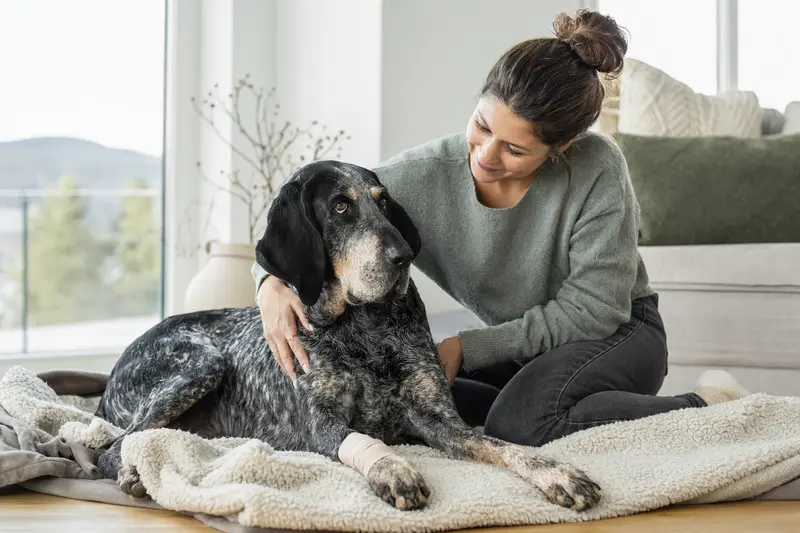 Großer Blauer Gascogner Laufhund mit leichtem Verband an der Pfote liegt ruhig auf einer Decke, während sein Besitzer erleichtert neben ihm sitzt.