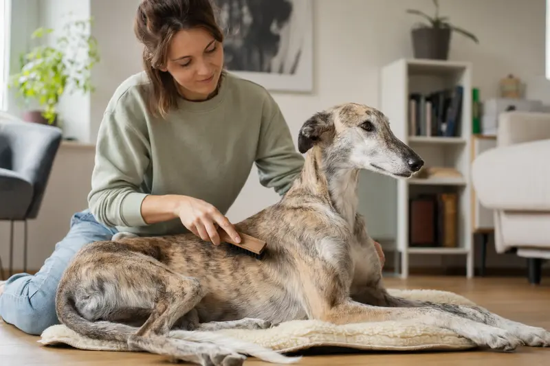 Ein Großer Englischer Windhund wird in einer hellen Wohnung sanft gebürstet, während sich sein Besitzer liebevoll um die Fellpflege kümmert.