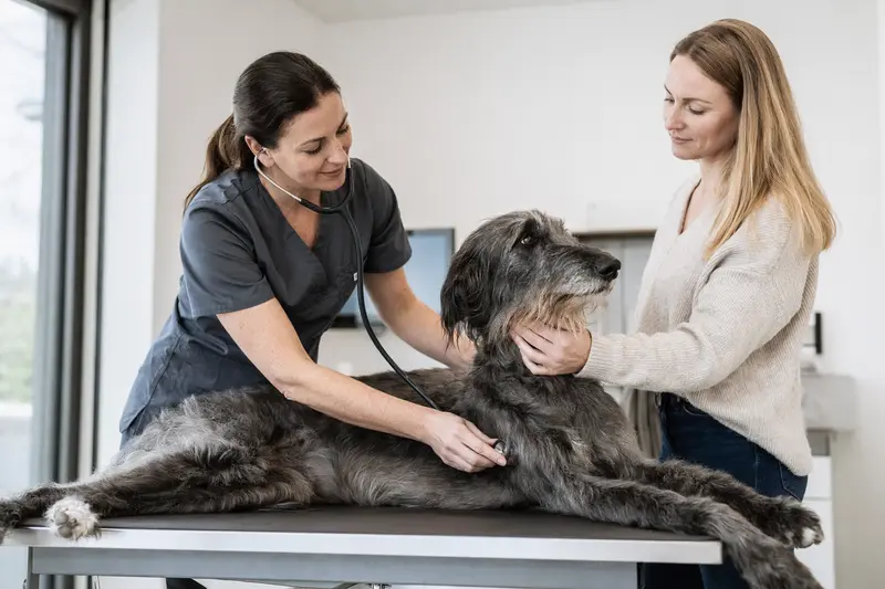 Ein großer englischer Windhund wird liebevoll von einer Tierärztin mit einem Stethoskop in einer modernen Praxis untersucht, während der Besitzer beruhigend danebensteht.