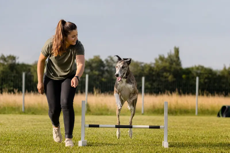 Großer Englischer Windhund beim Training über eine kleine Hürde auf dem Hundeplatz mit seinem Besitzer.