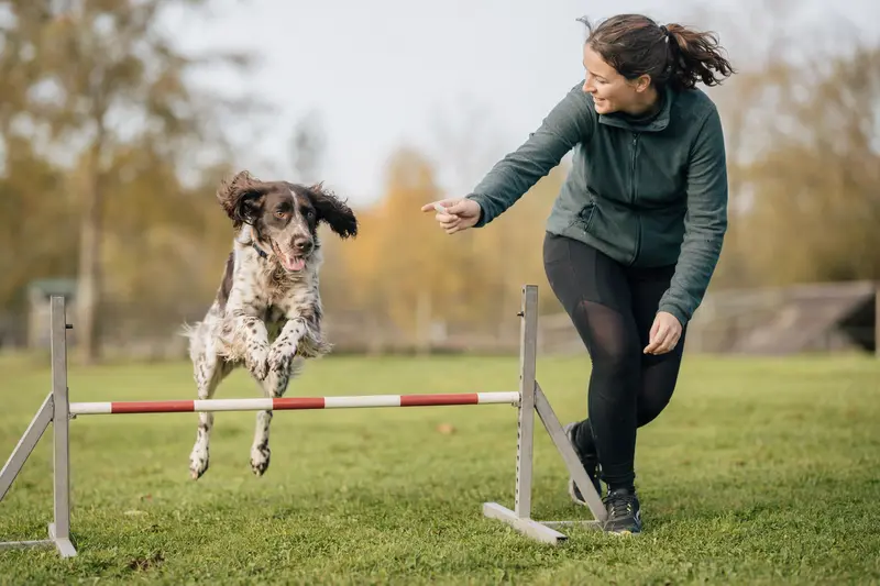 Ein Großer Münsterländer springt mit seinem Besitzer über eine kleine Trainingshürde auf dem Hundeplatz.