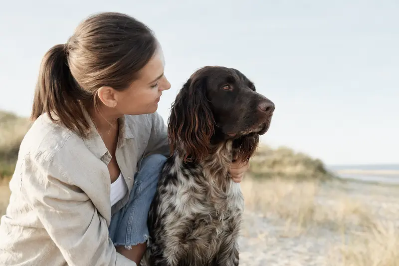 Ein Großer Münsterländer Vorstehhund steht aufmerksam in natürlicher Haltung vor hellem Hintergrund und zeigt sein typisches, gepflegtes Fell im professionellen Tierportrait.