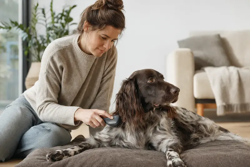 Ein Großer Münsterländer Vorstehhund wird zuhause sanft gebürstet, während sich der Besitzer liebevoll um die Fellpflege kümmert.