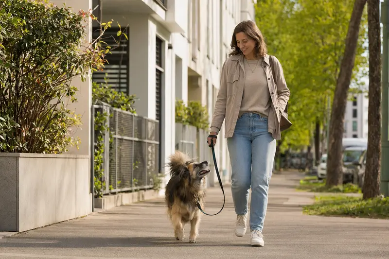 Ein Großspitz läuft an der Leine mit seinem Besitzer durch eine freundliche moderne Stadtstraße im Alltag.