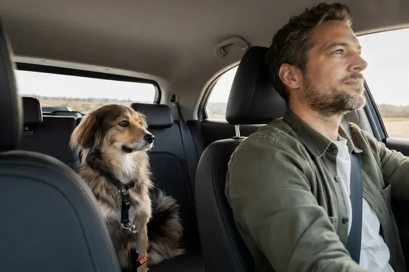 Ein sicher angeschnallter Großspitz Hund auf der Rückbank eines Autos, während sein Besitzer fährt.