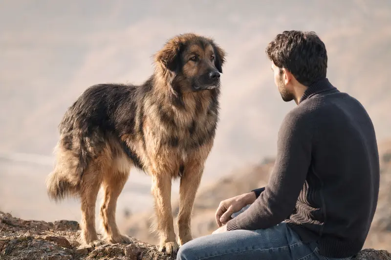 Ein aufmerksamer Gujjar Watchdog Hund steht in natürlicher Haltung vor hellem Hintergrund und zeigt seine typische Fellstruktur.