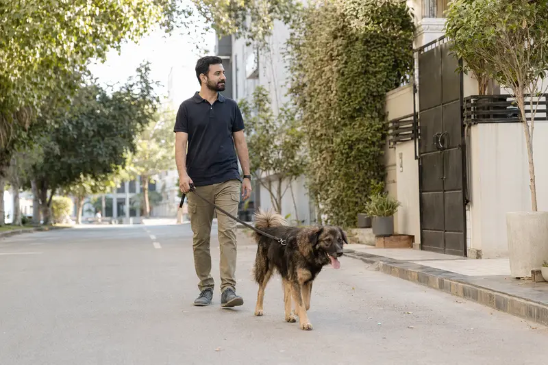 Ein Gujjar Watchdog läuft an der Leine mit seinem Besitzer durch eine moderne Stadtstraße.
