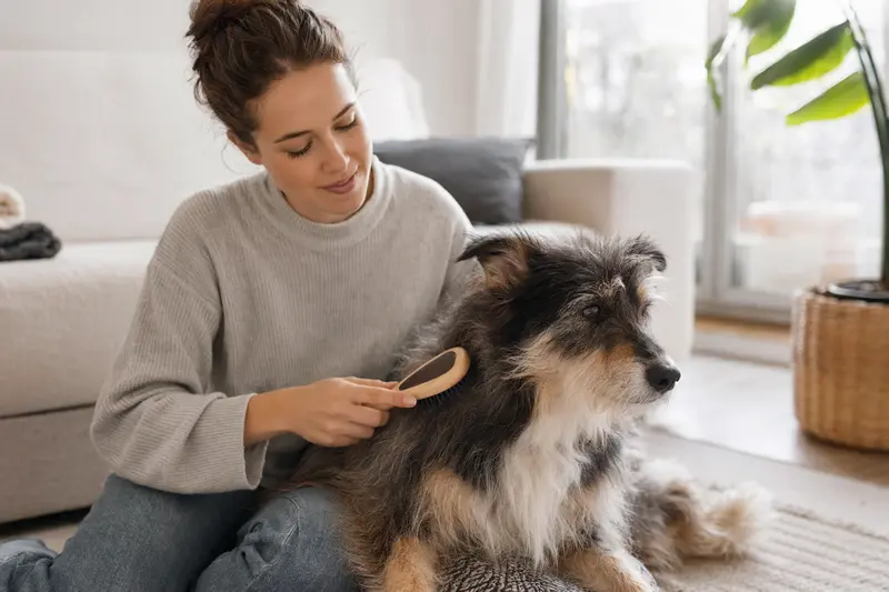 Ein Hairy Mou ed Collie wird in einer hellen Wohnung liebevoll gebürstet und gepflegt.