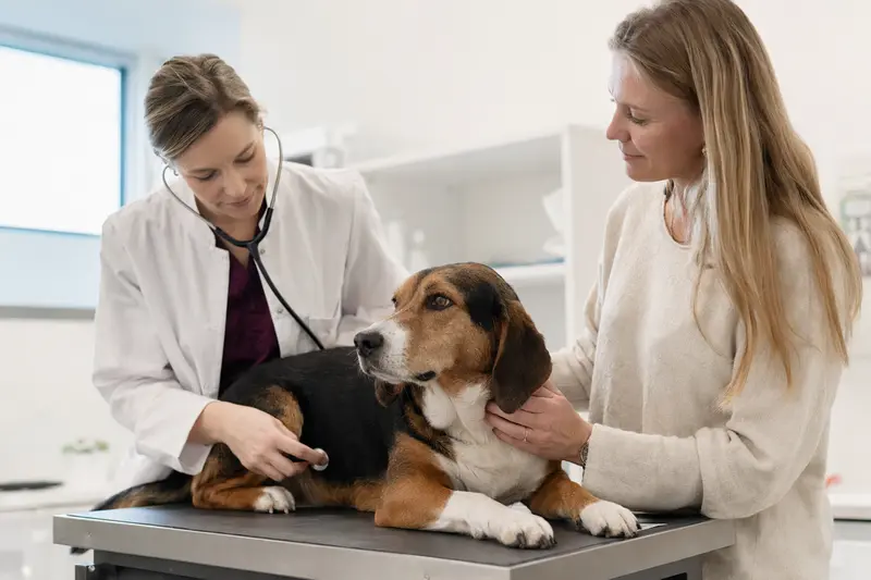 Ein Halden-Stövare Hund wird behutsam von einer Tierärztin mit einem Stethoskop untersucht, während der Besitzer beruhigend daneben steht.