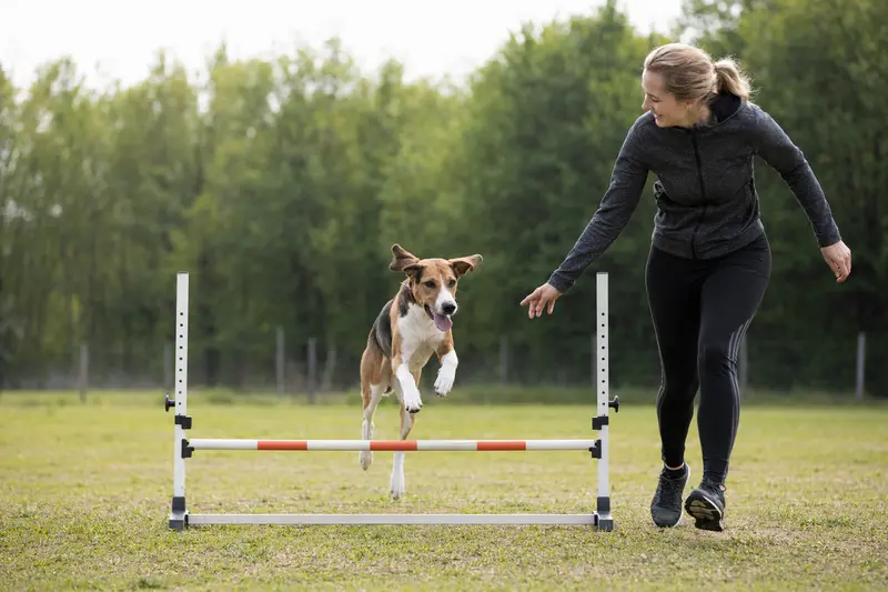 Ein Halden-Stövare trainiert mit seinem Besitzer auf einem Hundeplatz über eine kleine Hürde bei sonnigem Wetter.