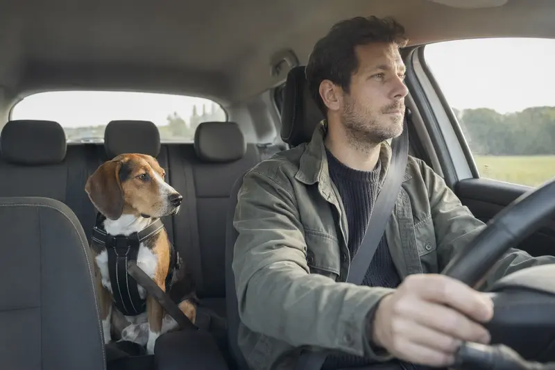 Ein Halden-Stövare Hund, sicher im Auto angeschnallt, genießt die Fahrt bei Sonnenlicht.