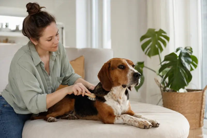 Ein Haldenbracke Hund wird in einer hellen Wohnung sanft gebürstet, während sich sein Besitzer liebevoll um die Fellpflege kümmert.