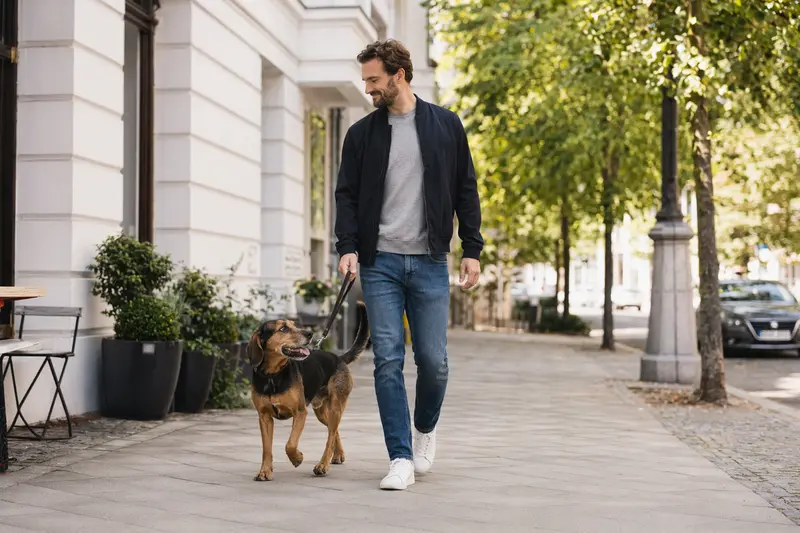 Ein Haldenbracke Hund läuft an der Leine mit seinem Besitzer durch eine moderne Stadtstraße.
