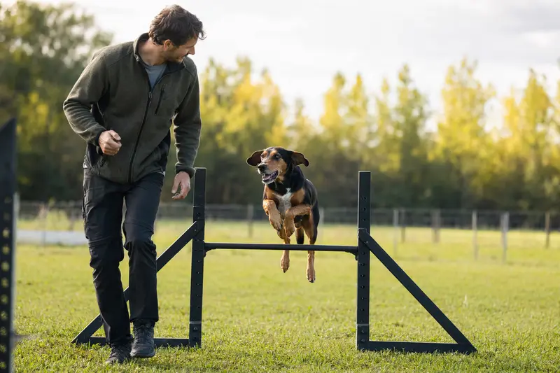 Ein Haldenbracke trainiert mit seinem Besitzer über eine kleine Hürde auf dem Hundeplatz in sonniger, sportlicher Atmosphäre.